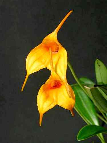 Masdevallia Aquarius 